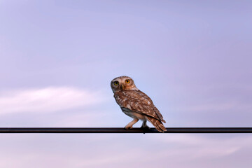 Litle owl. Purple sky background. 
