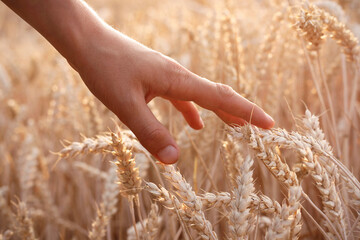 Boy's hand moving through golden ears of wheat in the wheat field during sunset. High sensitive...