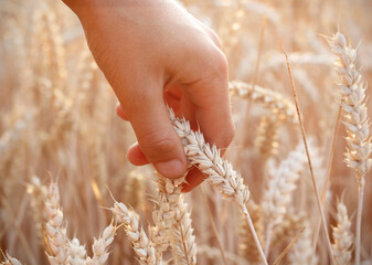 Boy's hand moving through golden ears of wheat in the wheat field during sunset. High sensitive...