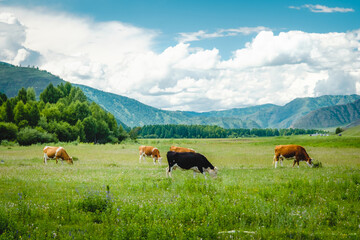 Mountain valley on the Chuisky tract in summer with grazing cows. Altai Republic, Russia.