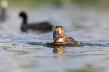 Swimming duck. Nature background. Common Pochard. (Aythya ferina).