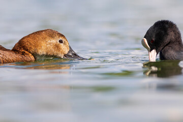 Swimming duck. Nature background. Common Pochard. (Aythya ferina).