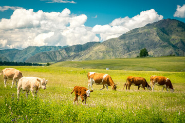 Mountain valley on the Chuisky tract in summer with grazing cows. Altai Republic, Russia.