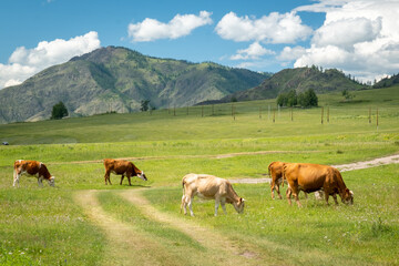 Fototapeta na wymiar Mountain valley on the Chuisky tract in summer with grazing cows. Altai Republic, Russia.