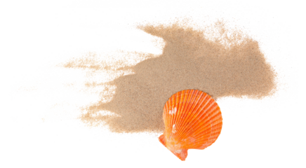 Sea shell in sand pile isolated on white, top view