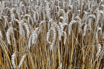 Fototapeta premium The wheat is ripe in the field