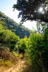 Fototapeta premium Hiking Views of golden grass, green bushes, and the Santa Monica Mountians, in Ventura County during the summer.