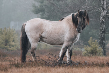 Wildpferd
