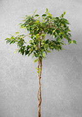 Ficus benjamina with a beautifully intertwined trunk in a flowerpot against a gray wall.