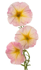 petunia flower isolated
