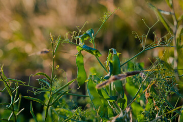 photo of pea pods in the field at sunset