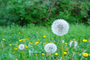 White fluffy dandelion in a meadow with green grass and yellow dandelions.