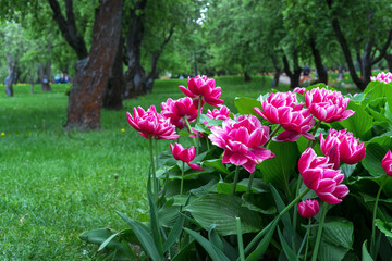 Purple Japanese peonies are blooming in the summer garden. Fragrant red peonies.