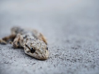 Common wall gecko close up wirh detail of face and eyes