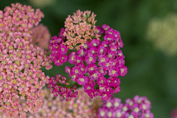 Pink yarrow in June