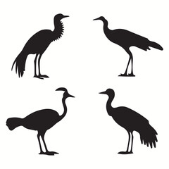 Cassowary silhouettes and icons. Black flat color simple elegant Cassowary animal vector and illustration.	