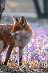 Fuchs vor Blumenwiese