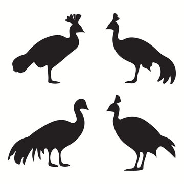 Cassowary silhouettes and icons. Black flat color simple elegant Cassowary animal vector and illustration.	
