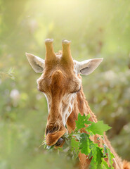 Giraffe eat green leaves in nature, in natural environment, on a sunny day. Muzzle, head of a giraffe close-up. Protection of Nature.