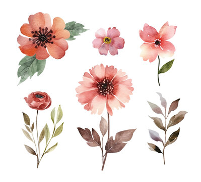 Botanical set of watercolor illustrations of pink flowers and plants.