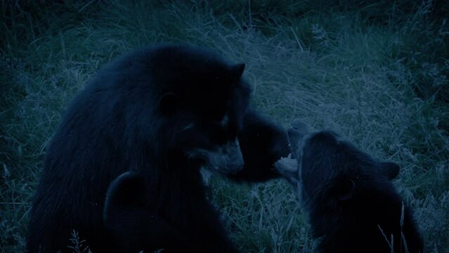 Bears Play Fighting In The Evening
