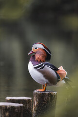 Mandarinente