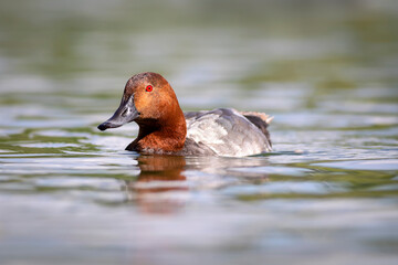 Swimming duck. Nature background. Common Pochard. (Aythya ferina).