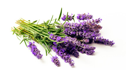 Bouquet of lavender. Provence. Branches of lavender. Purple flowers. France. lavender flowers