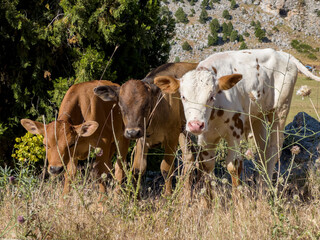cute gaze of cows in the highland