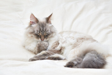 Neva Masquerade Siberian domestic cat lying with closed eyes and licking its paw. Beautiful grey fluffy cat.