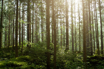 Fototapeta premium Natural Forest. Forest of fresh green deciduous trees. summer forest with different trees
