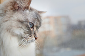 Head of Neva Masquerade Siberian domestic cat. Side view of cat's head. Fluffy cat looking down throw the window. Closeup