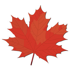 Autumn Maple Leaf