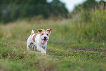 Jack russel terrier run on green spring field