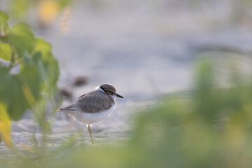 Waders or shorebirds, little ringed plover chick on the beach.