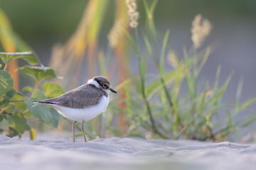 Waders or shorebirds, little ringed plover chick on the beach.