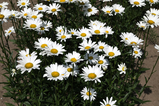 Beautiful white Shasta daisies grow in the garden in summer