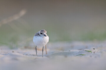 Waders or shorebirds, kentish plover chick on the beach.