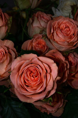 Salmon roses 'Country home'