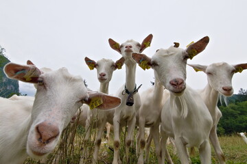 Funny animal photo. Many curious  goats stare at the camera during hiking trip. Small mountain farm...