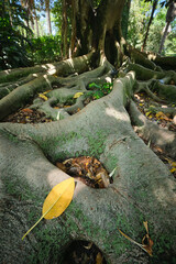 Exotic tree Ficus macrophylla Australian banyan fig tree trunk and buttress roots close up