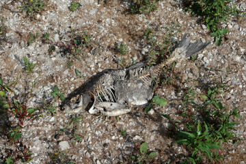 Dead fish due to low water level at the floodplains of the river Waal