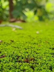 green grass in the forest