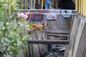 Philippine dog on a bridge in the street