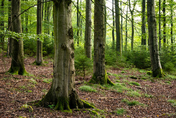 Beech trees in a tranquil late summer forest, Rühler Schweiz (Rühle Switzerland), Solling-Vogler Nature Park, Weser Uplands, Lower Saxony, Germany