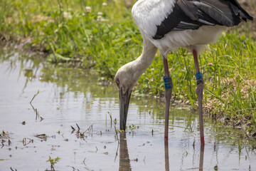 田植え前の田んぼで餌を探すコウノトリ
