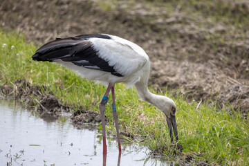 田植え前の田んぼで餌を探すコウノトリ