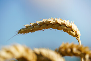 Close-up of ripe wheat ears outdoors with blue sky on background