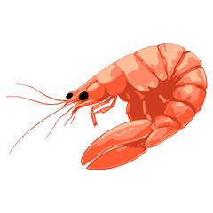 Fresh from the Waters: A Shrimp Vector Illustration