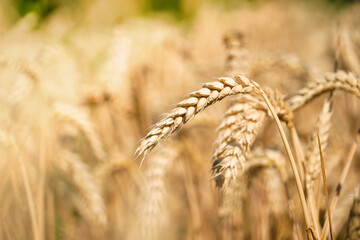 Close-up of ripe wheat ears outdoors